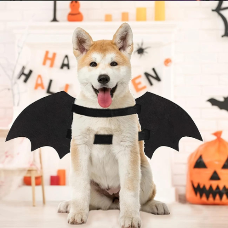 Bat costume for dog- Halloween costume