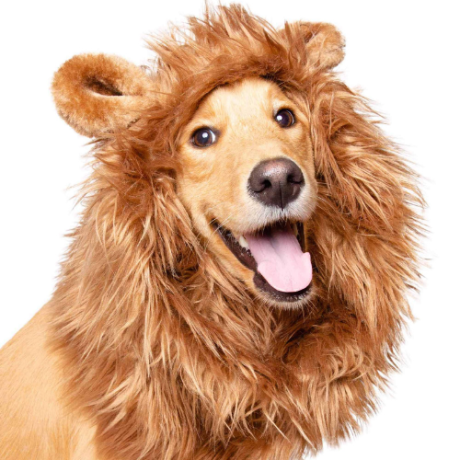 Dog- lion Costume for Dog- Holloween costume