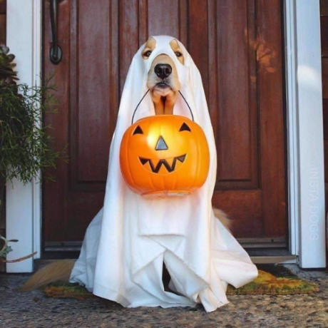 Ghost costume for dogs- halloween Costume