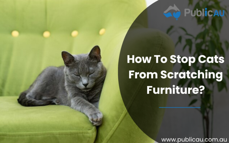 How To Stop Cats From Scratching Furniture