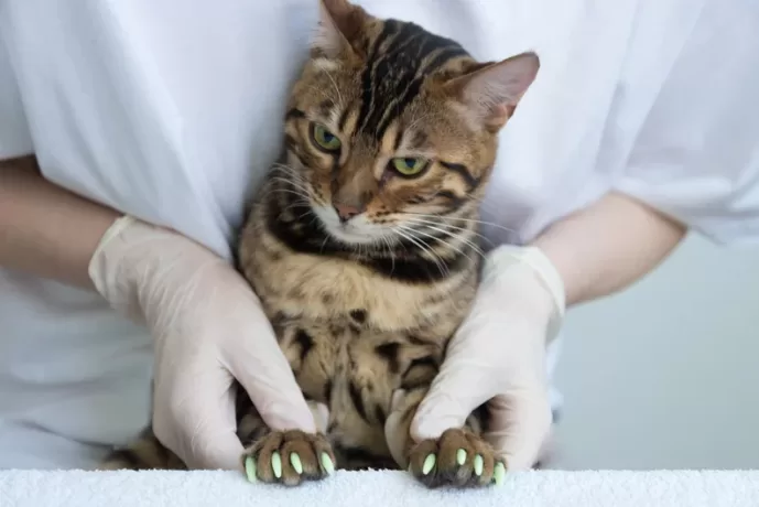 Nail Caps for cats