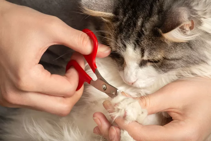 Trim Your cat nails