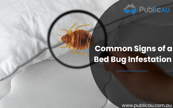 Common Signs of a Bed Bug Infestation