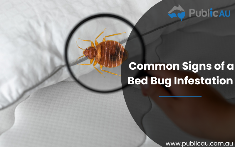 Common Signs Of A Bed Bug Infestation 