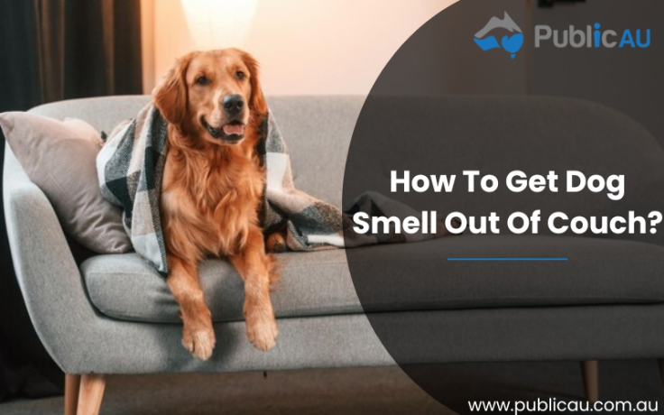 How To Get Dog Smell Out Of Couch