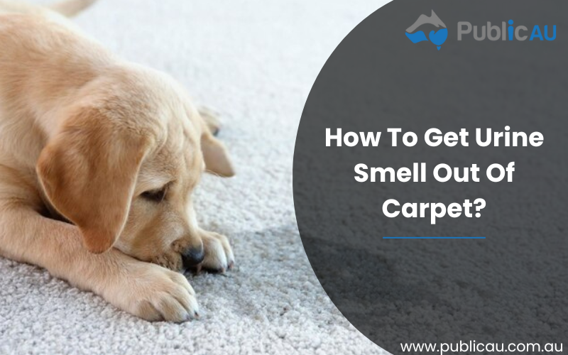 How To Get Urine Smell Out Of Carpet